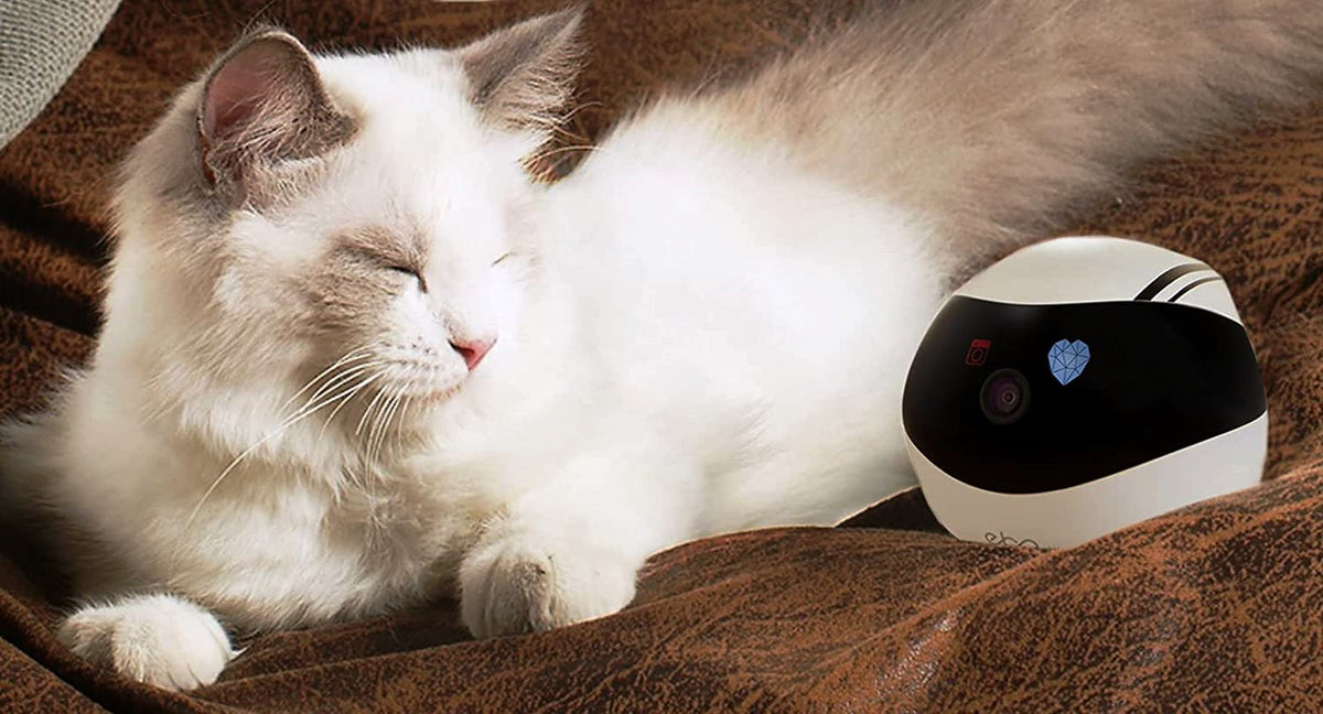 companion-robot-for-pets-kids-and-adult